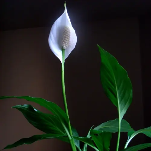 white bloom and green leaves of a peace lily houseplant in low light