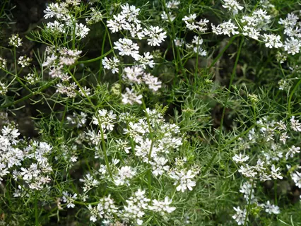 white blossoms on a green coriander flowering plant in a garden