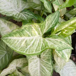 white butterfly syngonium plant with pale green arrowhead leaves and white veins