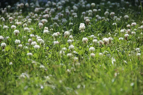white clover lawn with small white blooms growing in green grass