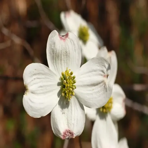 white flowering dogwood blooms with yellow-green centers against a blurred woodland background