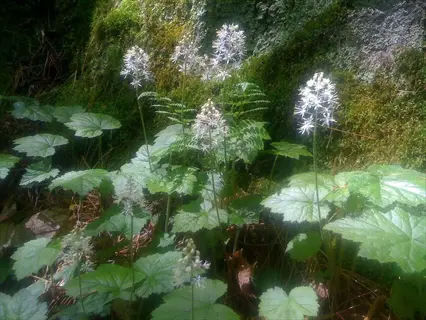 white foamflower tiarella plant blooms with green leaves in a mossy woodland setting