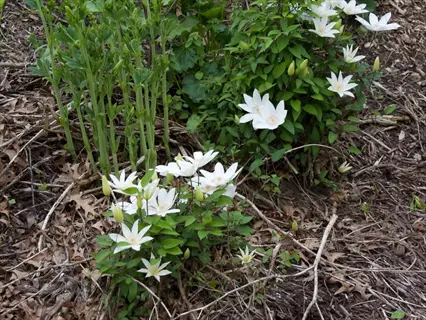 white henryi clematis flower blooming among green leaves and garden mulch