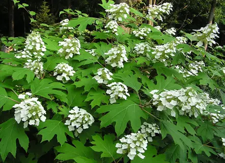 white oakleaf hydrangea flowers blooming among large green lobed leaves