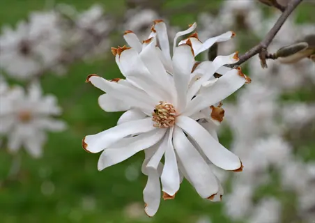 white royal star magnolia flower blooming on a branch with soft green background