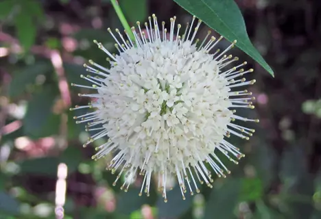 white spherical buttonbush flowers with long stamens among green leaves