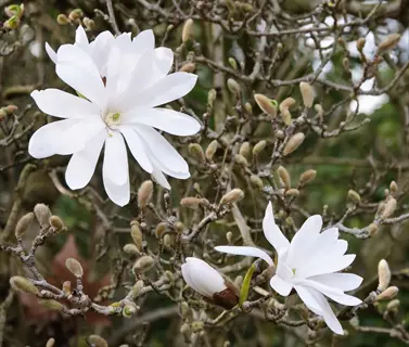 white star magnolia stellata flowers blooming among fuzzy buds on bare branches