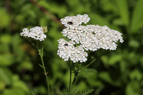 white yarrow flat flowers blooming against a blurred green garden background