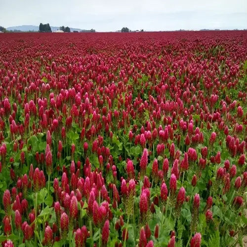 wide crimson clover field in bloom with green leaves under an overcast sky
