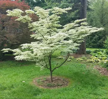 wolf eyes dogwood variegated tree with layered white-edged foliage in a green garden
