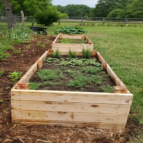 wooden no-till garden bed with herbs and leafy greens in a grassy backyard