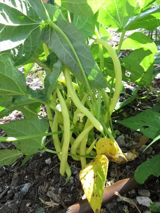 yellow bush beans plants garden growing under green leaves