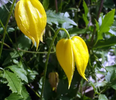 yellow helios clematis flower hanging among green leaves