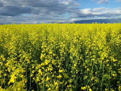 yellow mustard cover crop field under dramatic clouds and distant hills