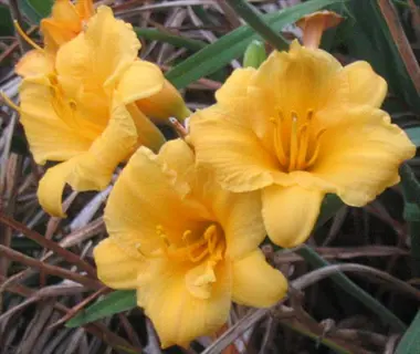 yellow stella de oro daylily blooms among green leaves and dry grass