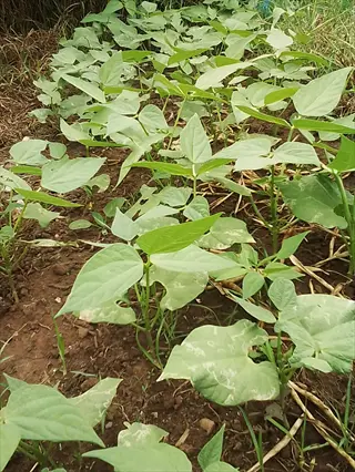 young bean plant garden with green leaves growing in soil