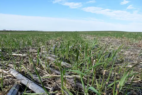 young oats cover crop emerging through crop residue in a farm field under a blue sky