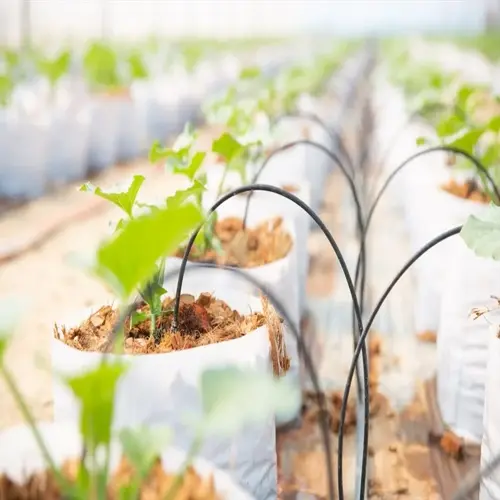 young seedlings in grow bags with garden drip irrigation lines in a greenhouse