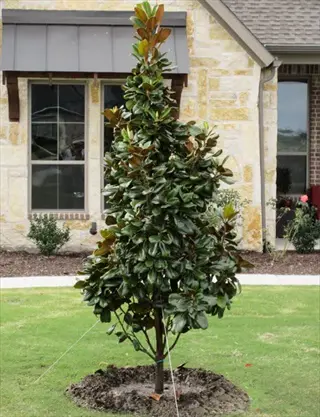 young teddy bear magnolia tree planted in a front yard near a stone house