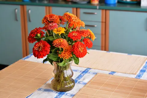 zinnia flowers cutting garden bouquet in a glass vase on a kitchen table